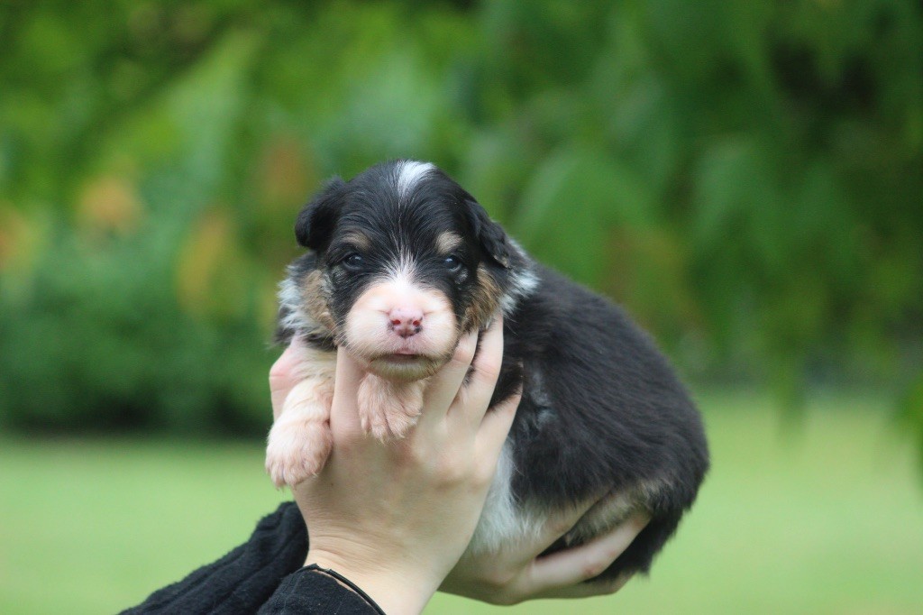 Blue Memories - Chiots disponibles - Berger Australien